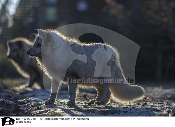 arctic foxes / PW-03016