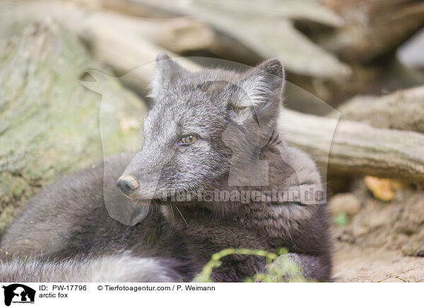 arctic fox / PW-17796