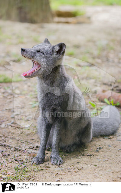 arctic fox / PW-17801