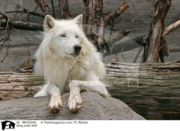 liegender Polar Wolf / lying polar wolf / RR-00260