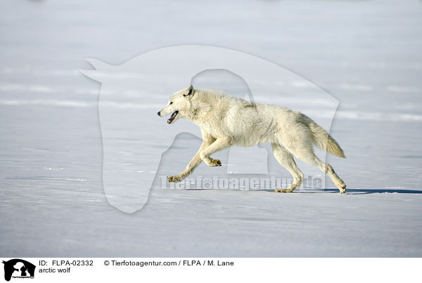 Polarwolf / arctic wolf / FLPA-02332