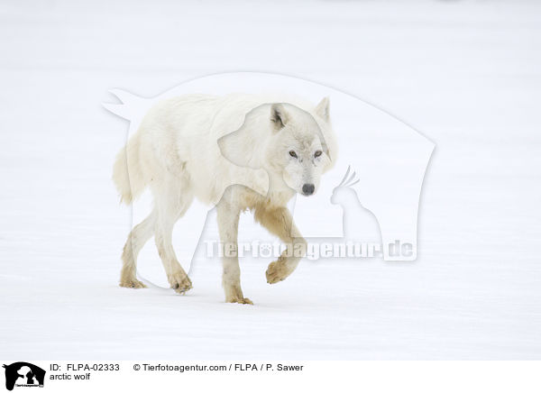 arctic wolf / FLPA-02333