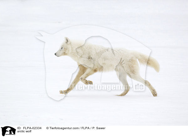 Polarwolf / arctic wolf / FLPA-02334