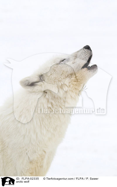 arctic wolf / FLPA-02335