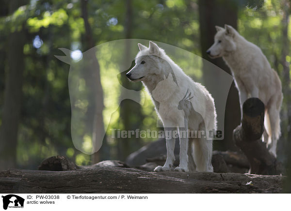 arctic wolves / PW-03038