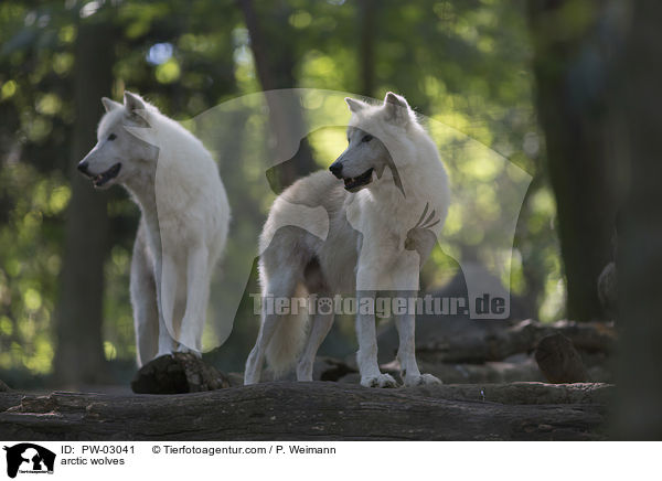 arctic wolves / PW-03041