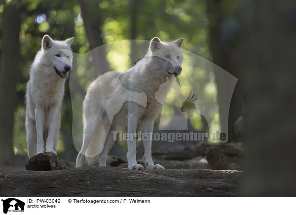 arctic wolves / PW-03042