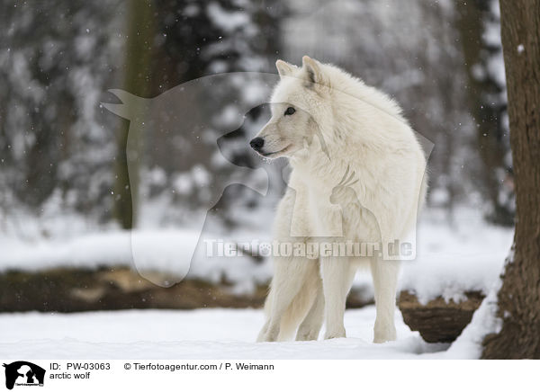 arctic wolf / PW-03063