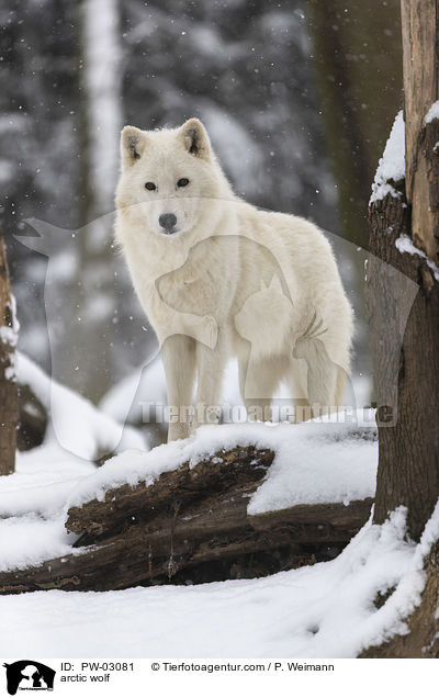arctic wolf / PW-03081