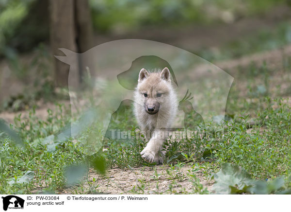 young arctic wolf / PW-03084
