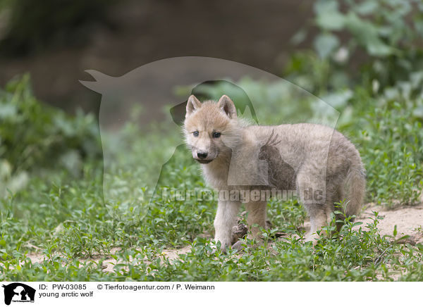 young arctic wolf / PW-03085