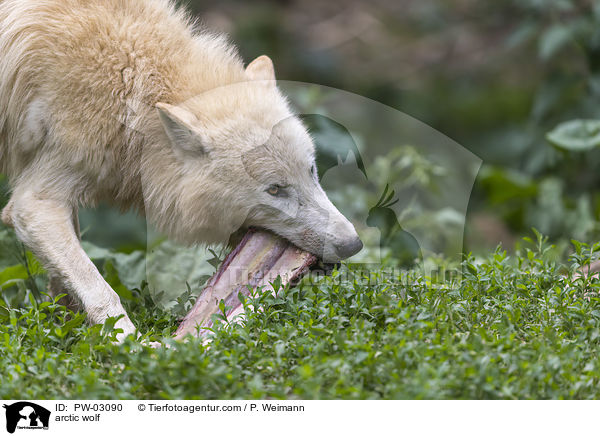 arctic wolf / PW-03090