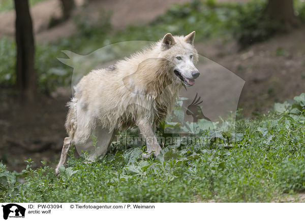 arctic wolf / PW-03094