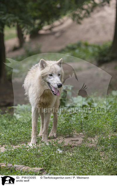 arctic wolf / PW-03095