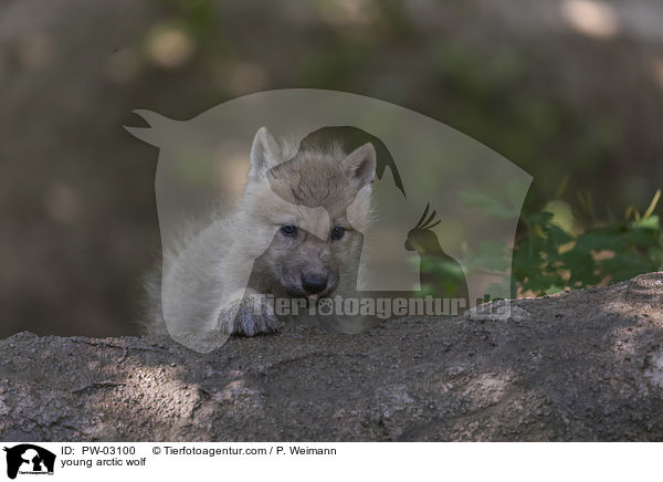 young arctic wolf / PW-03100