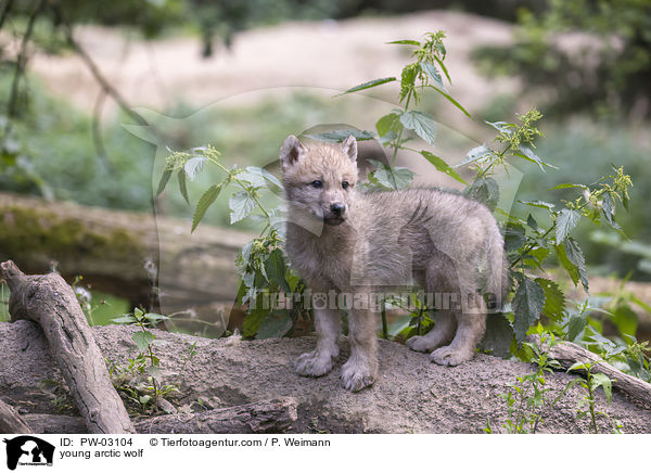young arctic wolf / PW-03104