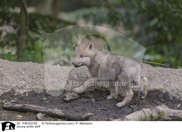 young arctic wolf / PW-03105