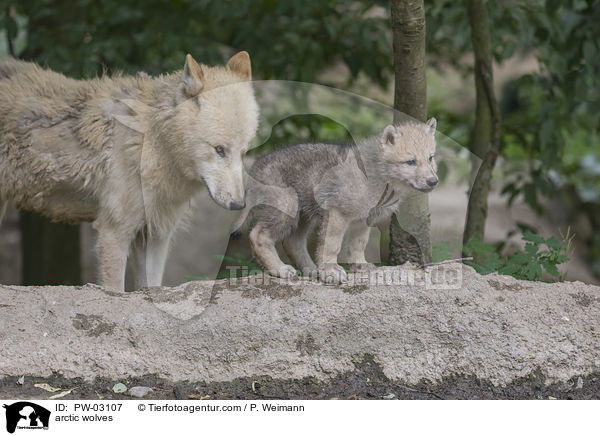 arctic wolves / PW-03107