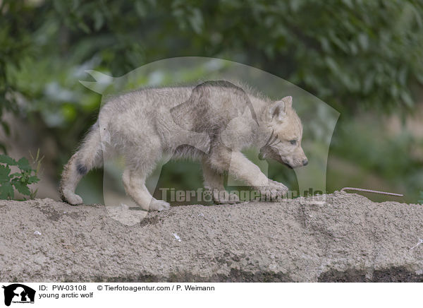 young arctic wolf / PW-03108