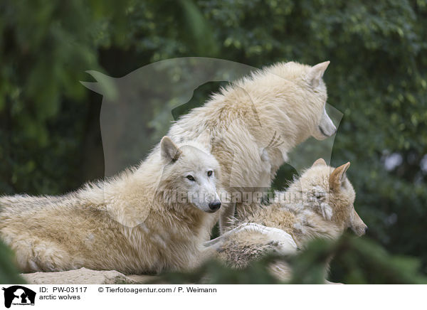 arctic wolves / PW-03117