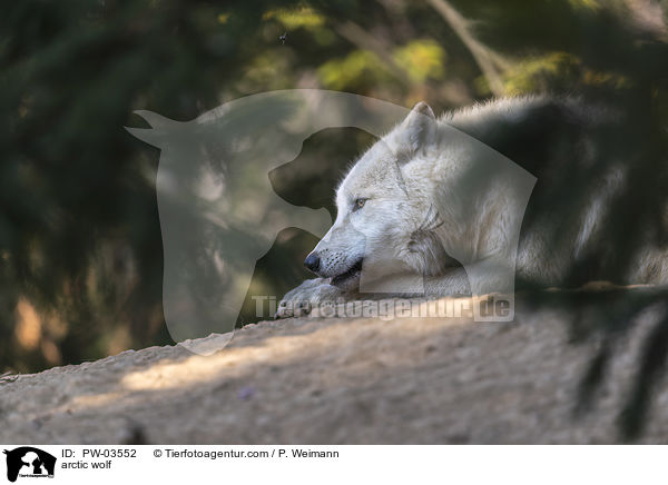 arctic wolf / PW-03552