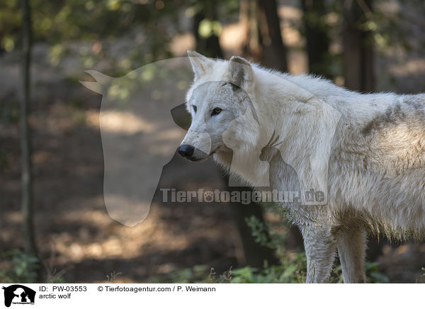 arctic wolf / PW-03553