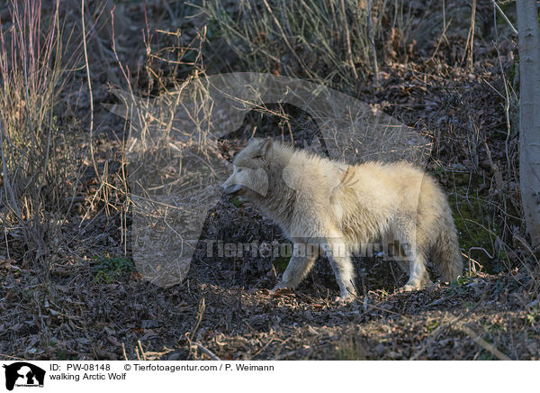 walking Arctic Wolf / PW-08148