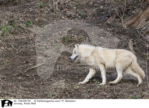running  Arctic Wolf / PW-08179