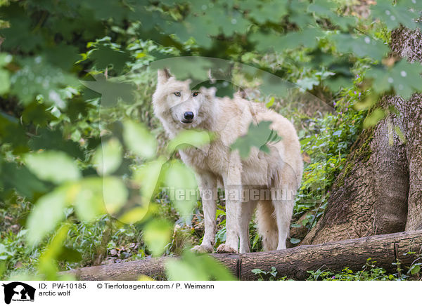 arctic wolf / PW-10185