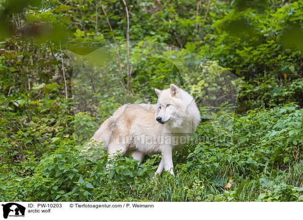 arctic wolf / PW-10203