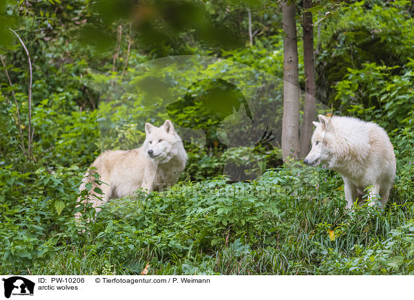 arctic wolves / PW-10206