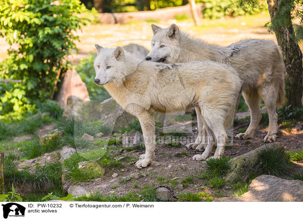 arctic wolves / PW-10232