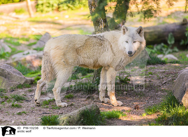 arctic wolf / PW-10236