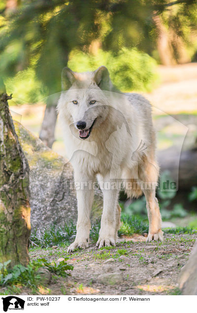 arctic wolf / PW-10237