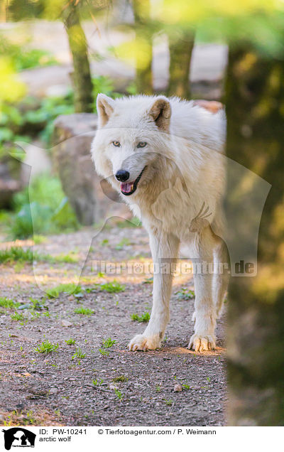 arctic wolf / PW-10241