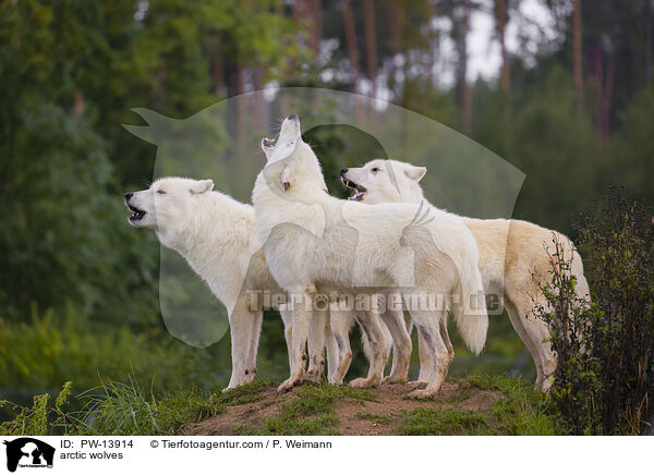 arctic wolves / PW-13914