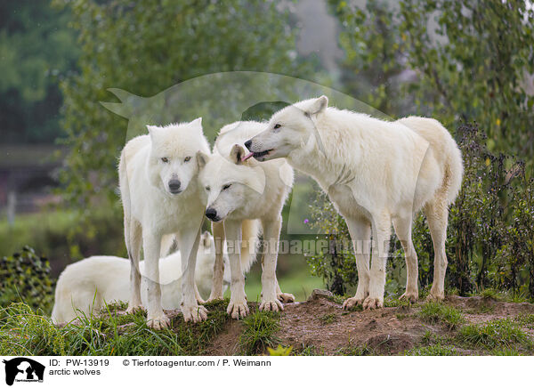 arctic wolves / PW-13919