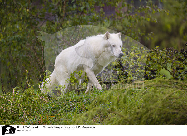 arctic wolf / PW-13924