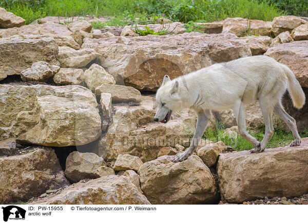 arctic wolf / PW-15955