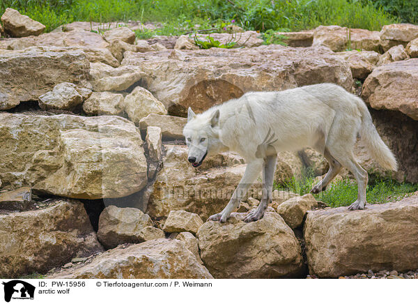 arctic wolf / PW-15956