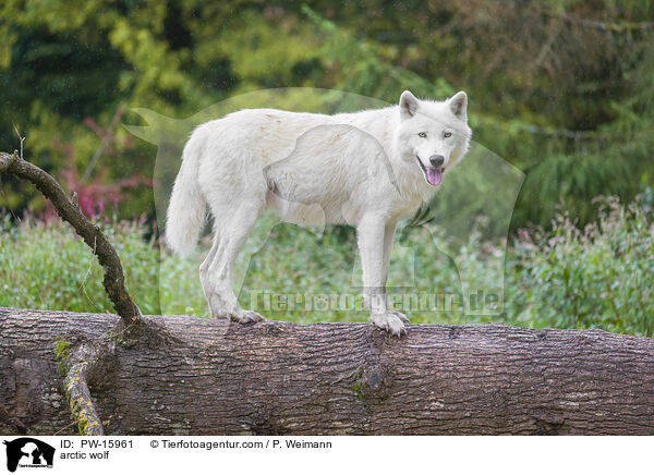 Polarwolf / arctic wolf / PW-15961