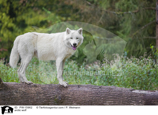 Polarwolf / arctic wolf / PW-15962
