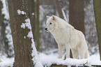 arctic wolf
