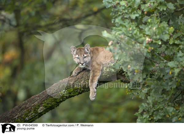 young puma / PW-04599