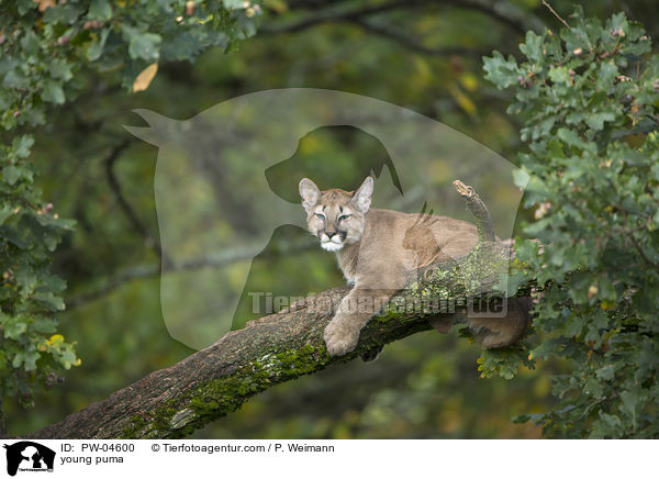 young puma / PW-04600