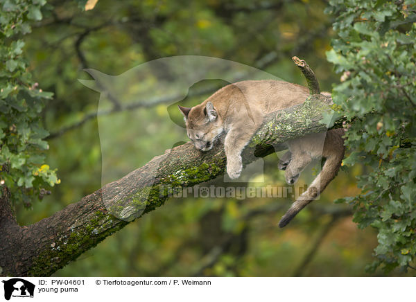 young puma / PW-04601