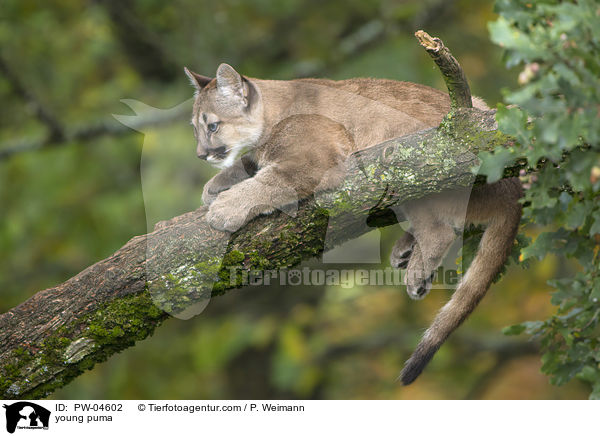 young puma / PW-04602