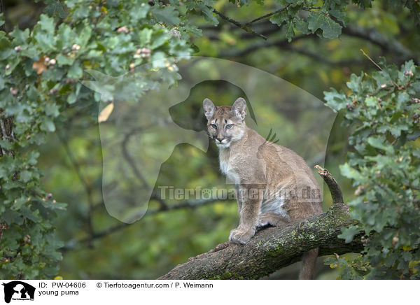 young puma / PW-04606