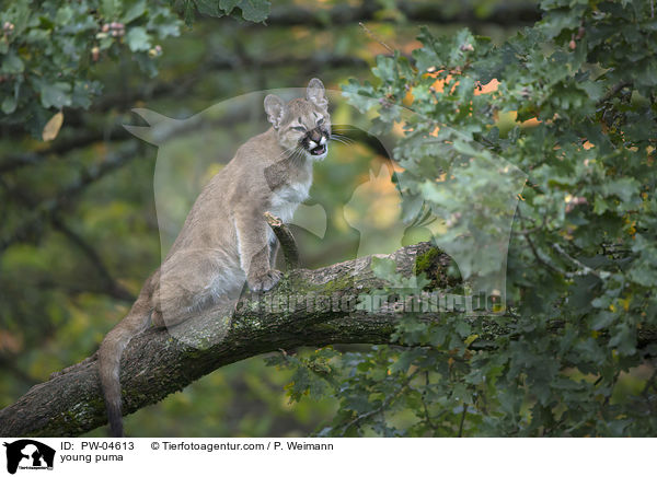 young puma / PW-04613