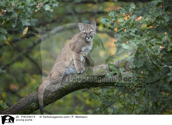 young puma / PW-04614